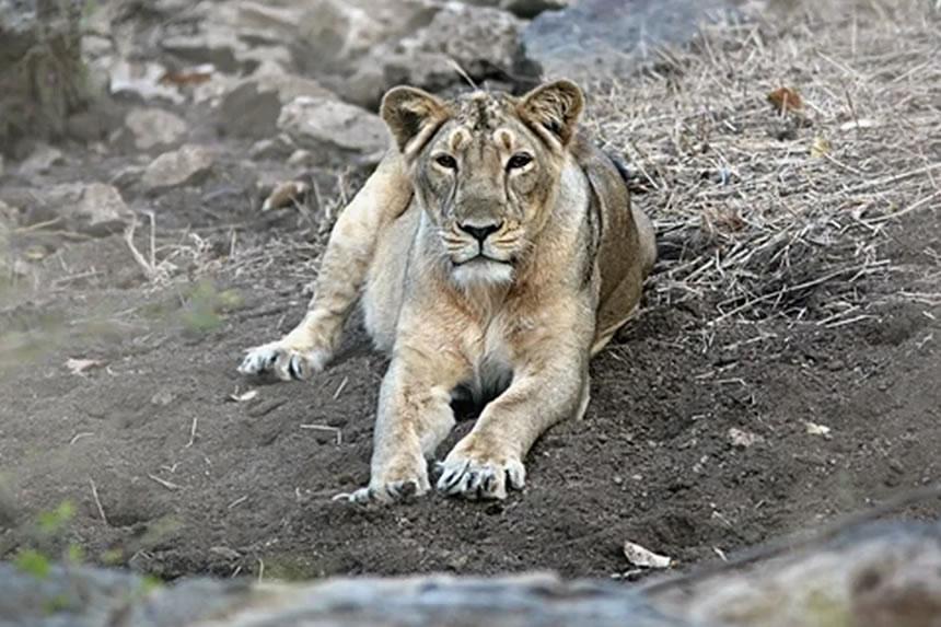 Simba jike ambananisha mkulima kwa nusu saa bila kumdhuru